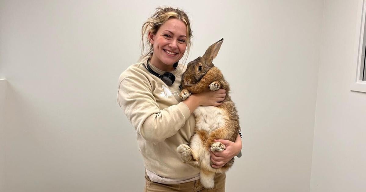 Giant rabbit named Cinnabun adopted from Champaign Co. Humane Society ...