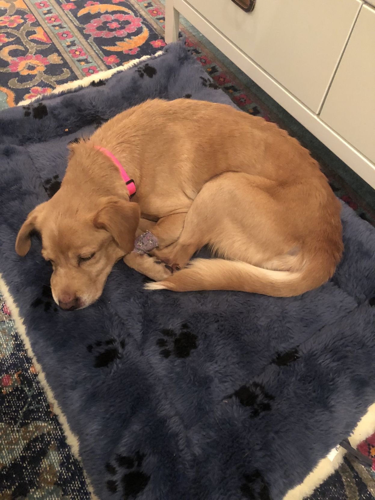 dog finds home.jpg