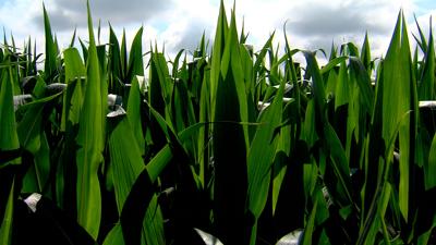 Corn