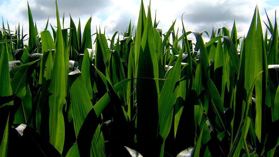 Corn
