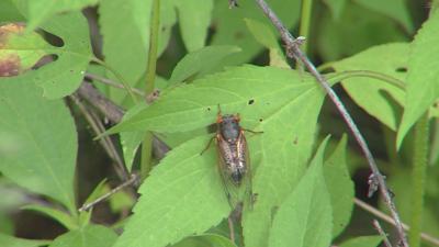 Amid historic cicada emergence, one central Illinois art gallery celebrates 'Cicadapalooza'