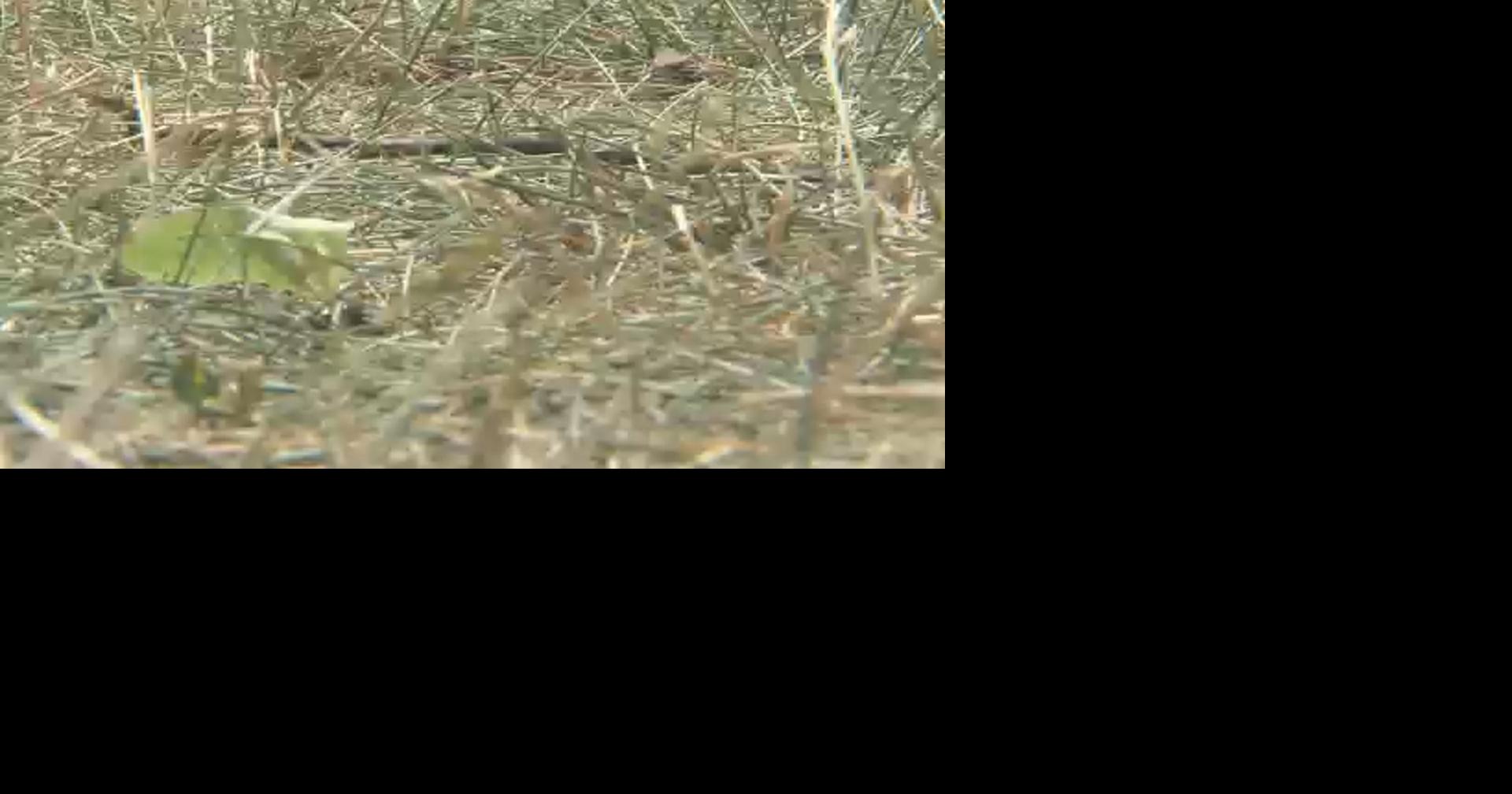 SBA offers low-interest disaster loans for Illinois businesses affected by 2025 drought