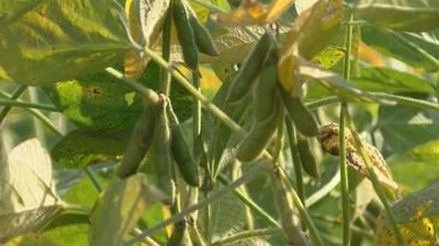 Springfield leaders to discuss tarrifs on soybeans, steel