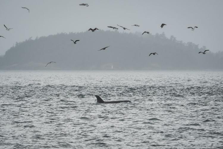 APTOPIX Climate Whale Acoustics