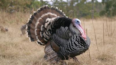 holiday-thanksgiving-food-hunting-nature-animals-SBI-351585684.jpg