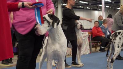 helsinki-finland-dec-02-2022-dog-owners-and-their-pets-at-a-dog-show-koiramessut-2022--SBI-351293626.jpg
