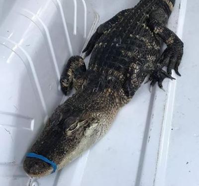 Alligator-like animal found in Lake Michigan near Chicago