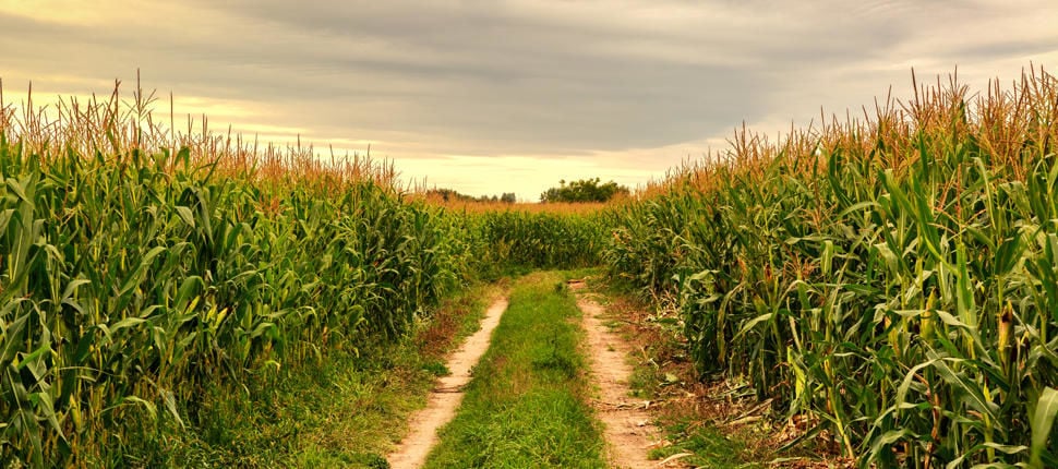 naked corn field Naked Corn — Patrick McArdle Photography