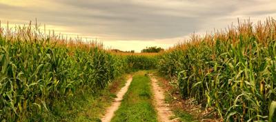 cornfield