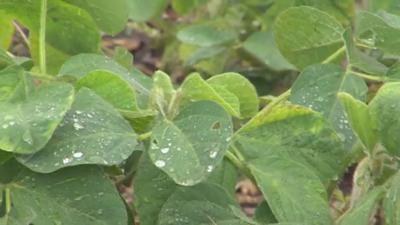 Central Illinois drought impacts farmers this summer