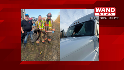 wild turkey crashes into semi's window