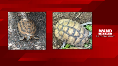 Egyptian and Northern Spider tortoises stolen from Indianapolis Zoo