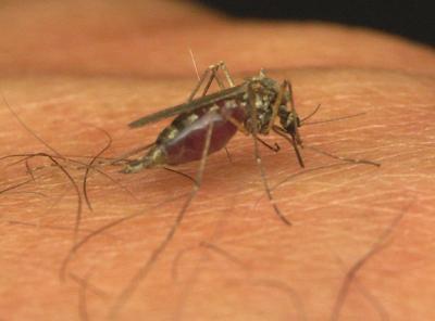 First 2016 Human West Nile Virus Case In Illinois