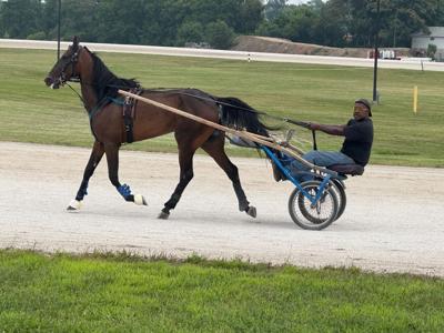 Harness racing horse