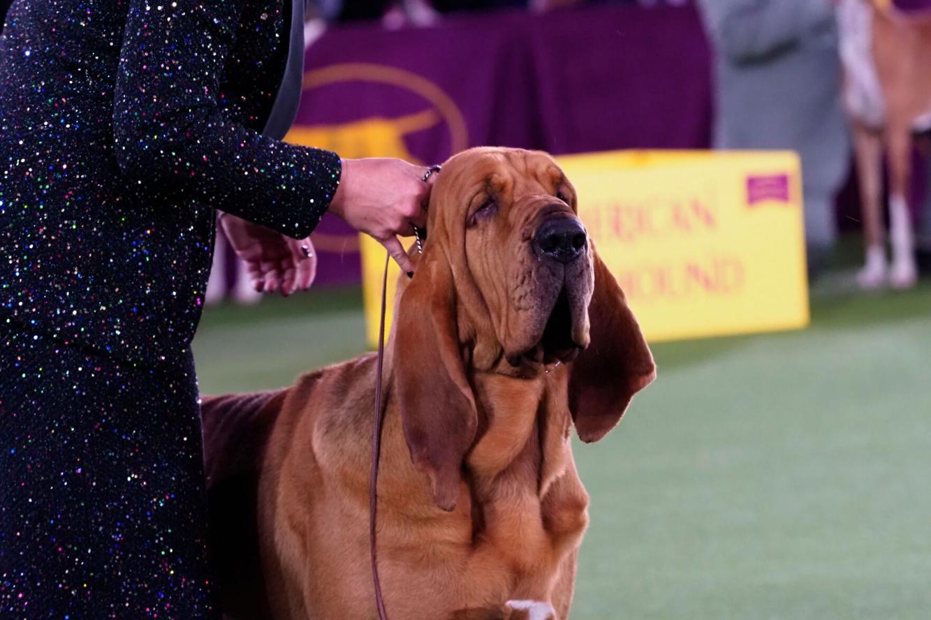 Saint Joseph Bloodhound wins Best in Show at Westminster Dog Show Top