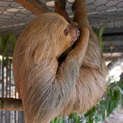 Dead Sloths Florida