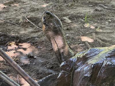 Tortoise enjoys water mist on hot day