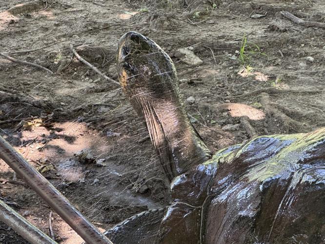 Tortoise enjoys water mist on hot day