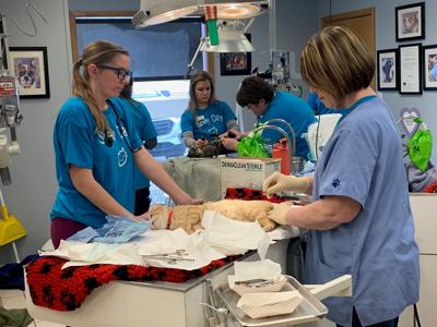 Cat surgeries at Northgate Pet Clinic