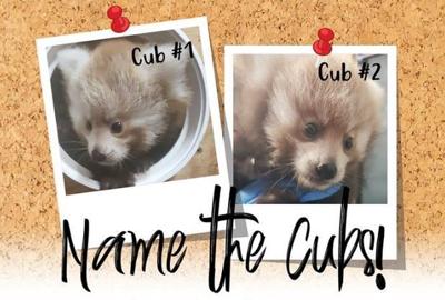 Help Scovill Zoo name baby red pandas