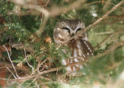SAW WHET OWL