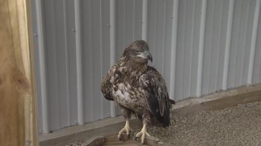 illinois raptor center.jpg