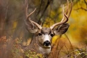 Deer hunting season off to a better start than last year in Illinois