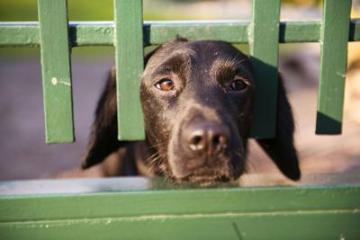 Dog in Fence, Labrador