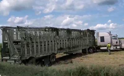 Hog crash - Route 128