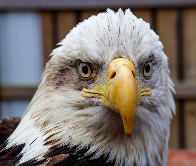 Injured Eagle Making Progress At Illinois Raptor Center Top Stories Wandtv Com