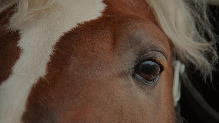 Horse close up