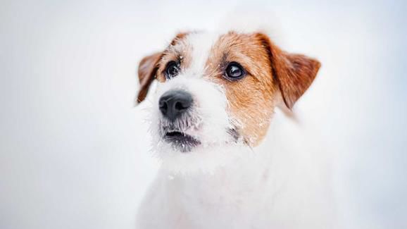 pets in cold