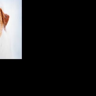 Dangerous cold prompts warning for pet owners across central Illinois