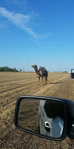 Camel rescued from near highway dies