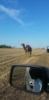 Camel rescued from near highway dies