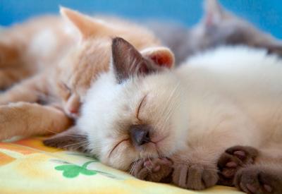 Sleeping kittens, pets, cats