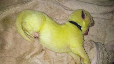 Dog Gives Birth To Bright Green Puppy National Wandtv Com