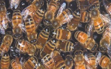 'Build-A-Hive' event focused on saving Illinois bees