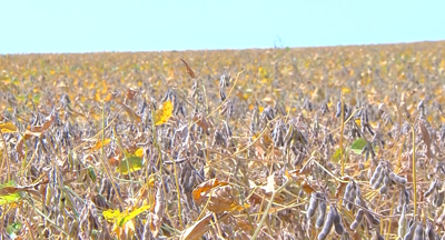 U of I crop production