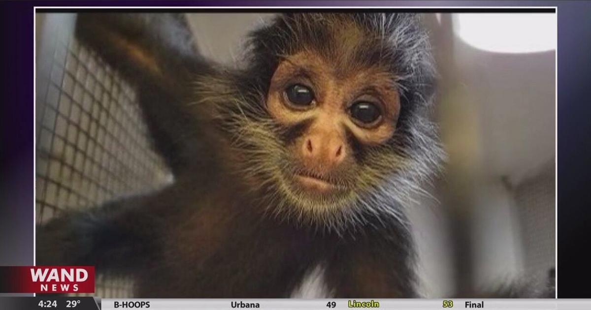 Adorable spider monkey at Scovill Zoo is named | Top Stories 