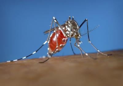 Dengue Warning