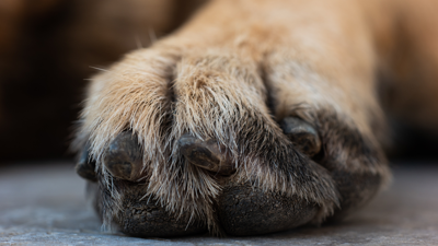 Dog paw