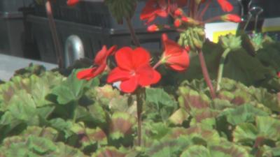 Richland hosts Mother's Day plant sale