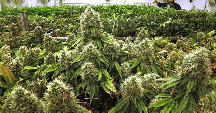 New DPS policies target students and visitors smelling of marijuana, other 'distracting' odors