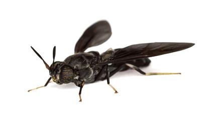 Black Soldier Fly