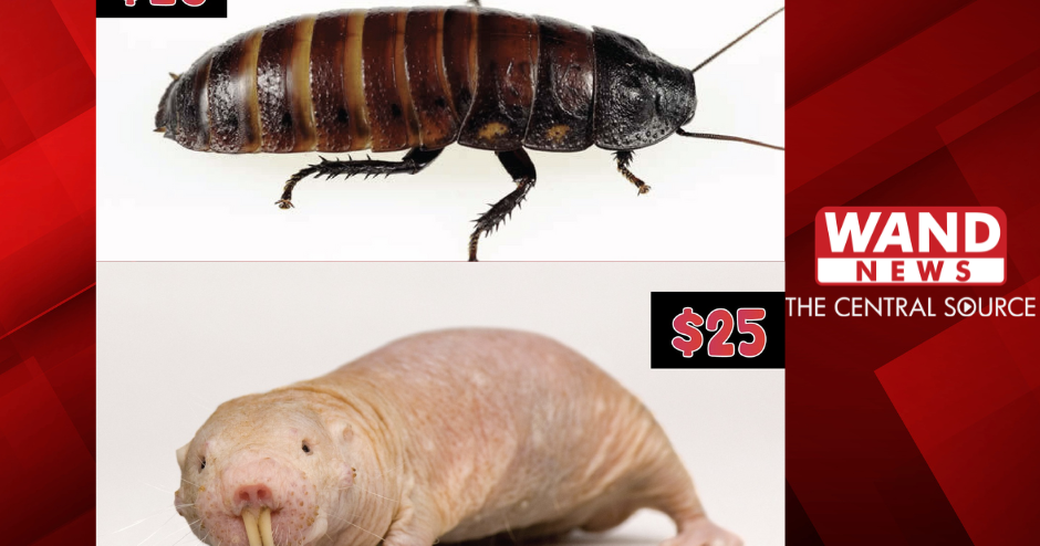 Adopt a Hissing Cockroach or Naked-Mole-Rat this Valentine's Day | Top ...