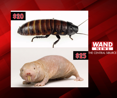 Hissing Cockroach & Naked-Mole-Rat