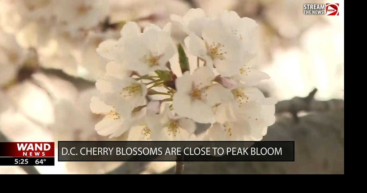 D.C. cherry blossoms are close to peak bloom