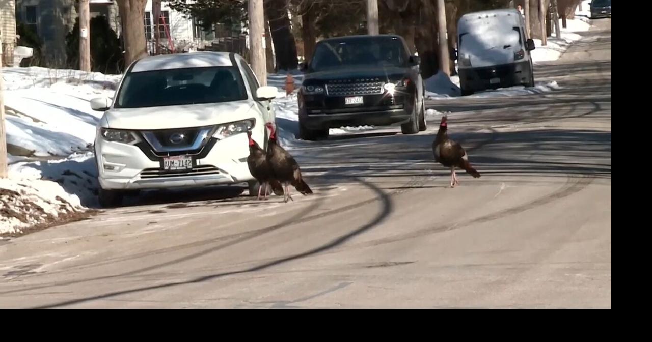 Wild turkeys attacking people in Wisconsin