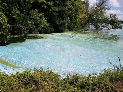 Warnings issued as blue-green algae takes over Lake Paradise